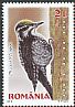 Eurasian Three-toed Woodpecker Picoides tridactylus  2016 Woodpeckers 