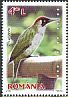 European Green Woodpecker Picus viridis  2016 Woodpeckers 