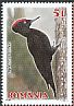 Black Woodpecker Dryocopus martius  2016 Woodpeckers 