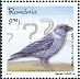 Western Jackdaw Coloeus monedula