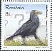Rook Corvus frugilegus  2017 Intelligent birds 