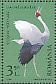 Brolga Antigone rubicunda  2018 Cranes 