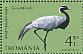 Demoiselle Crane Grus virgo  2018 Cranes 