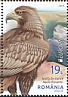 Golden Eagle Aquila chrysaetos  2019 Europa 