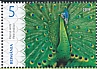 Green Peafowl Pavo muticus  2019 Peafowls 