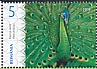 Green Peafowl Pavo muticus