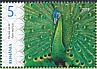 Green Peafowl Pavo muticus  2019 Peafowls 