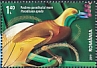 Greater Bird-of-paradise Paradisaea apoda  2019 Exotic birds 