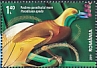 Greater Bird-of-paradise Paradisaea apoda