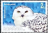 Snowy Owl Bubo scandiacus