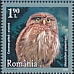 Eurasian Pygmy Owl Glaucidium passerinum  2020 Owls 