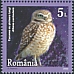 Burrowing Owl Athene cunicularia