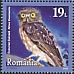 Papuan Boobook Ninox theomacha  2020 Owls 