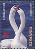 Mute Swan Cygnus olor  2020 The Danube Delta Swans 