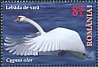 Mute Swan Cygnus olor  2020 The Danube Delta Swans 