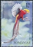 Golden Pheasant Chrysolophus pictus  2020 Pheasants 