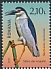 Black-crowned Night Heron Nycticorax nycticorax  2021 Delta of Moldova 