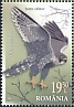 Peregrine Falcon Falco peregrinus