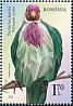 Jambu Fruit Dove Ptilinopus jambu