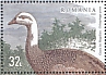 Upland Goose Chloephaga picta  2022 Wild ducks and geese  MS