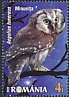 Boreal Owl Aegolius funereus  2022 Nocturnal birds 