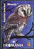 Boreal Owl Aegolius funereus