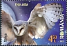 Western Barn Owl Tyto alba