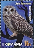 Short-eared Owl Asio flammeus  2022 Nocturnal birds 