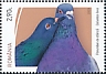 Rock Dove Columba livia