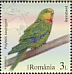 Superb Parrot Polytelis swainsonii