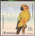 Sun Parakeet Aratinga solstitialis  2023 Parrots 