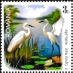 Great Egret Ardea alba