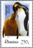 King Penguin Aptenodytes patagonicus