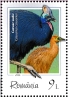 Southern Cassowary Casuarius casuarius