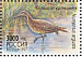 Eurasian Curlew Numenius arquata