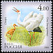 Siberian Crane Leucogeranus leucogeranus