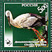 Oriental Stork Ciconia boyciana