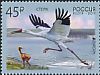 Siberian Crane Leucogeranus leucogeranus  2019 Europa 