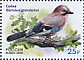 Eurasian Jay Garrulus glandarius  2022 Birds 