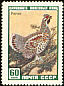 Hazel Grouse Tetrastes bonasia  1959 Russian wildlife 