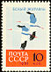Siberian Crane Leucogeranus leucogeranus