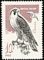 Peregrine Falcon Falco peregrinus