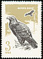 Steppe Eagle Aquila nipalensis