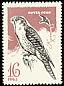 Gyrfalcon Falco rusticolus