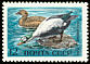 Spectacled Eider Somateria fischeri  1972 Sea birds 