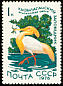 Eastern Cattle Egret Bubulcus coromandus