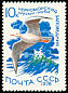 Slender-billed Gull Chroicocephalus genei