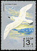 Snow Petrel Pagodroma nivea