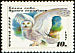 Snowy Owl Bubo scandiacus  1990 Owls 