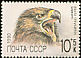 Golden Eagle Aquila chrysaetos